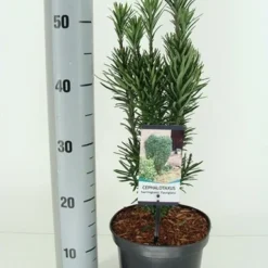 Knoptaxus (Cephalotaxus Harringtonia 'Fastigiata') 8 Knoptaxus (Cephalotaxus Harringtonia 'Fastigiata') -Tuin Stek Verkoop cephalotaxus harr. fastigiata winter c3 m