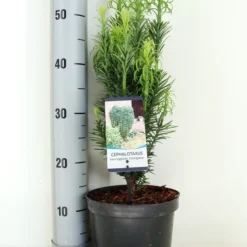 Knoptaxus (Cephalotaxus Harringtonia 'Fastigiata') 10 Knoptaxus (Cephalotaxus Harringtonia 'Fastigiata') -Tuin Stek Verkoop cephalotaxus harr. fastigiata zomer c3 m