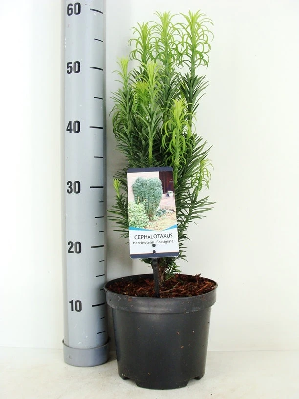 Knoptaxus (Cephalotaxus Harringtonia 'Fastigiata') 5 Knoptaxus (Cephalotaxus Harringtonia 'Fastigiata') - Afbeelding 5
