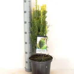 Knoptaxus (Cephalotaxus Harringtonia 'Fastigiata') 9 Knoptaxus (Cephalotaxus Harringtonia 'Fastigiata') -Tuin Stek Verkoop cephalotaxus harringtonia fastigiata zomer c5 m