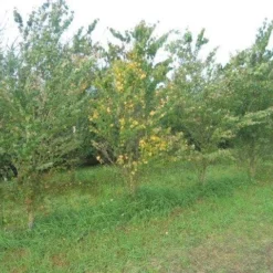 Katsoera Als Struik (Cercidiphyllum Japonicum) -Tuin Stek Verkoop cercidiphyllum jap 300 400