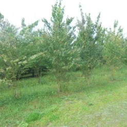 Katsoera Als Struik (Cercidiphyllum Japonicum) -Tuin Stek Verkoop cercidiphyllum jap 300 400 1