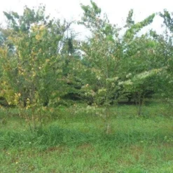 Katsoera Als Struik (Cercidiphyllum Japonicum) -Tuin Stek Verkoop cercidiphyllum jap 300 400 2