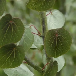 Katsoera Als Struik (Cercidiphyllum Japonicum)