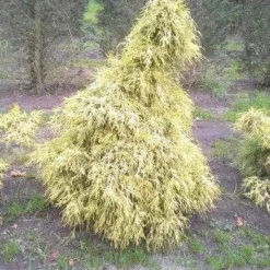Cypres (Chamaecyparis Pisifera 'Filifera Aurea') -Tuin Stek Verkoop cham l aurea