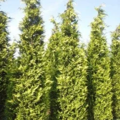 Gele Haagconifeer (Chamaecyparis Lawsoniana 'Ivonne') -Tuin Stek Verkoop cham l ivonne 400 450