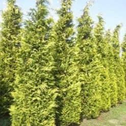 Gele Haagconifeer (Chamaecyparis Lawsoniana 'Ivonne') -Tuin Stek Verkoop cham l ivonne 400 450 1