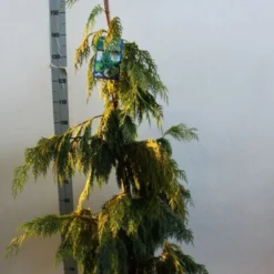 Cypres (Chamaecyparis Nootkatensis 'Pendula') -Tuin Stek Verkoop chamacyparis n pendula 100 125 cm co. 10l b kopie