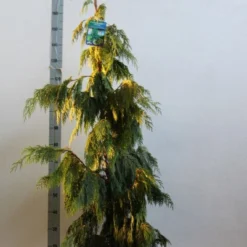 Cypres (Chamaecyparis Nootkatensis 'Pendula') -Tuin Stek Verkoop chamacyparis n pendula 100 125 cm co. 10l kopie 1