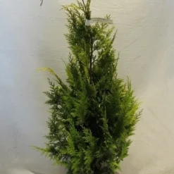 Gele Haagconifeer (Chamaecyparis Lawsoniana 'Ivonne') -Tuin Stek Verkoop chamacyparislivonne080 100