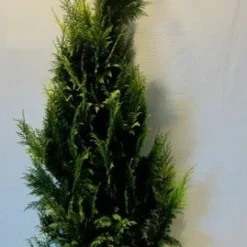 Gele Haagconifeer (Chamaecyparis Lawsoniana 'Ivonne') -Tuin Stek Verkoop chamacyparislivonne175 200
