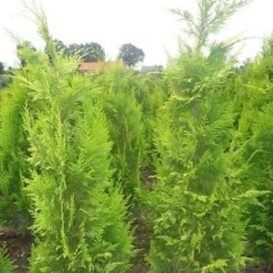 Gele Haagconifeer (Chamaecyparis Lawsoniana 'Ivonne') -Tuin Stek Verkoop chamacyparislivonne80125vh