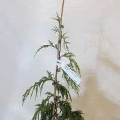 Cypres (Chamaecyparis Nootkatensis 'Pendula') -Tuin Stek Verkoop chamacyparisnpendula050 060 1