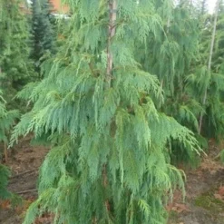 Cypres (Chamaecyparis Nootkatensis 'Pendula') -Tuin Stek Verkoop chamacyparisntkpend.125150ak 1