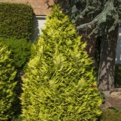 Gele Haagconifeer (Chamaecyparis Lawsoniana 'Ivonne') -Tuin Stek Verkoop chamaecyparis law. ivonne