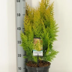 Gele Haagconifeer (Chamaecyparis Lawsoniana 'Ivonne') -Tuin Stek Verkoop chamaecyparis law. ivonne c3 m
