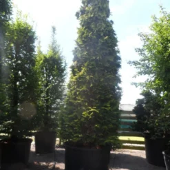 Gele Haagconifeer (Chamaecyparis Lawsoniana 'Ivonne') -Tuin Stek Verkoop chamaecyparis lawsoniana ivonne 500 600 c750