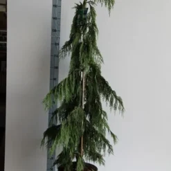 Cypres (Chamaecyparis Nootkatensis 'Pendula') -Tuin Stek Verkoop chamaecyparis n. pendula 125 150 cm co. 12l v