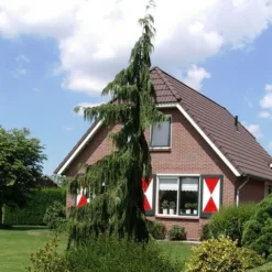 Cypres (Chamaecyparis Nootkatensis 'Pendula') -Tuin Stek Verkoop chamaecyparis nootk. pendula