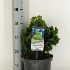 Dwergcypres (Chamaecyparis Obtusa 'Nana Gracilis') -Tuin Stek Verkoop chamaecyparis obt. nana gracilis c5 m