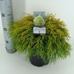 Cypres (Chamaecyparis Pisifera 'Filifera Aurea') -Tuin Stek Verkoop chamaecyparis pis. filifera aurea c3 m