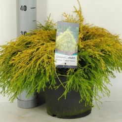 Cypres (Chamaecyparis Pisifera 'Filifera Aurea') -Tuin Stek Verkoop chamaecyparis pis. filifera aurea c5 m