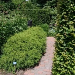 Cypres (Chamaecyparis Pisifera 'Filifera Nana') -Tuin Stek Verkoop chamaecyparis pis. filifera nana