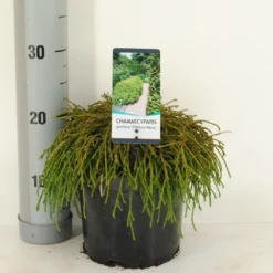 Cypres (Chamaecyparis Pisifera 'Filifera Nana') -Tuin Stek Verkoop chamaecyparis pis. filifera nana c3 m 1