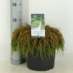 Cypres (Chamaecyparis Pisifera 'Filifera Nana') -Tuin Stek Verkoop chamaecyparis pis. filifera nana c5 m 1