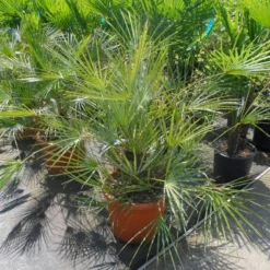 Dwergpalm (Chamaerops Humilis 'Cerifera') -Tuin Stek Verkoop chamaerops humilis cerifera 80 100 c30