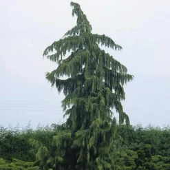 Cypres (Chamaecyparis Nootkatensis 'Pendula') -Tuin Stek Verkoop chnpendu 4 1