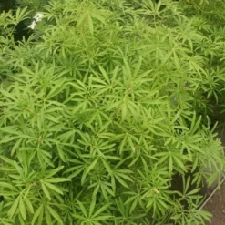 Choisya (Choisya 'Aztec Pearl') -Tuin Stek Verkoop choisya aztec pearl 2