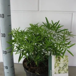 Choisya (Choisya 'Aztec Pearl') -Tuin Stek Verkoop choisya aztec pearl c3 september