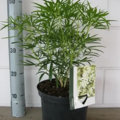 Choisya (Choisya 'Aztec Pearl') -Tuin Stek Verkoop choisya aztec pearl c5 10 08 2018