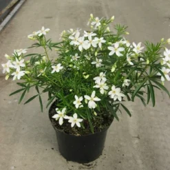 Choisya (Choisya 'Aztec Pearl') -Tuin Stek Verkoop choisya aztec pearl c5 20 04 2018