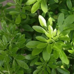 Choisya (Choisya Ternata) -Tuin Stek Verkoop choisya ternata 2