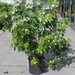 Choisya (Choisya Ternata) -Tuin Stek Verkoop choisya ternata 80 100 c20 1