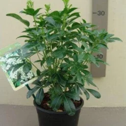 Choisya (Choisya Ternata) -Tuin Stek Verkoop choisya ternata c2.5