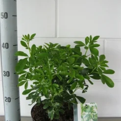 Choisya (Choisya Ternata) -Tuin Stek Verkoop choisya ternata c3 september 1