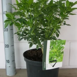 Choisya (Choisya Ternata) -Tuin Stek Verkoop choisya ternata c5 10 8 2018