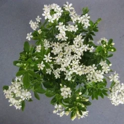 Choisya (Choisya Ternata) -Tuin Stek Verkoop choisya ternata c5 april 2 1