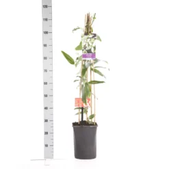 Bosrank, Groenblijvend (Clematis Armandii 'Apple Blossom') 14 Bosrank, Groenblijvend (Clematis Armandii 'Apple Blossom') -Tuin Stek Verkoop clematis apelblossom 1.00 1.25