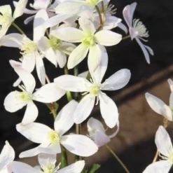 Bosrank, Groenblijvend (Clematis Armandii 'Apple Blossom') 16 Bosrank, Groenblijvend (Clematis Armandii 'Apple Blossom') -Tuin Stek Verkoop clematis armandii apple blossom 2