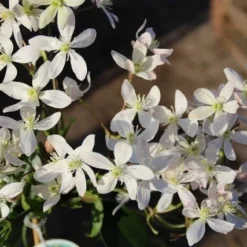 Uitgelichte producten -Tuin Stek Verkoop clematis armandii apple blossom 3