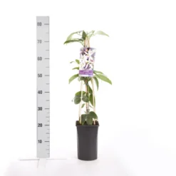 Bosrank, Groenblijvend (Clematis Armandii 'Apple Blossom') 13 Bosrank, Groenblijvend (Clematis Armandii 'Apple Blossom') -Tuin Stek Verkoop clematis armandii apple blossom