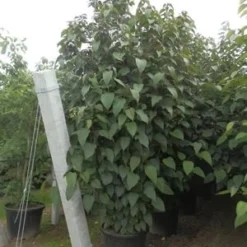 Pindakaasboom (Clerodendrum Trichotomum Fargesii) -Tuin Stek Verkoop clerodendrum trich. purple blaze11 1