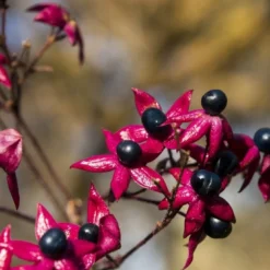 Pindakaasboom (Clerodendrum Trichotomum Fargesii)