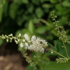 Schijnels (Clethra Alnifolia) -Tuin Stek Verkoop clethra alnifolia 1