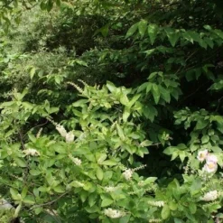 Schijnels (Clethra Alnifolia) -Tuin Stek Verkoop clethra alnifolia 2