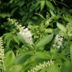 Schijnels (Clethra Alnifolia) -Tuin Stek Verkoop clethra alnifolia 3